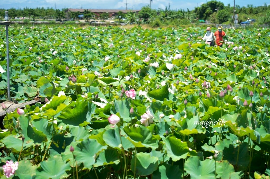 【新北金山景點】清水濕地牡丹蓮花田，新北金山私房免費景點大公開！充滿仙氣的蓮花田爆炸美！