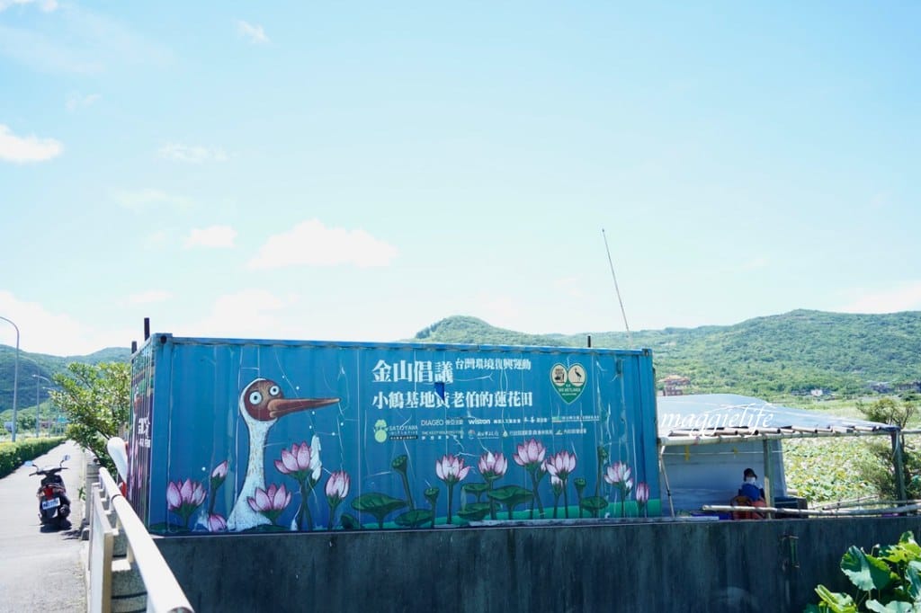 【新北金山景點】清水濕地牡丹蓮花田，新北金山私房免費景點大公開！充滿仙氣的蓮花田爆炸美！