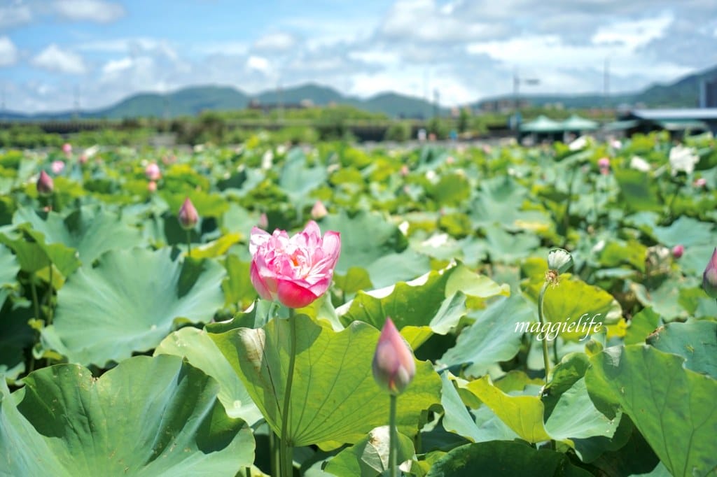 【新北金山景點】清水濕地牡丹蓮花田，新北金山私房免費景點大公開！充滿仙氣的蓮花田爆炸美！