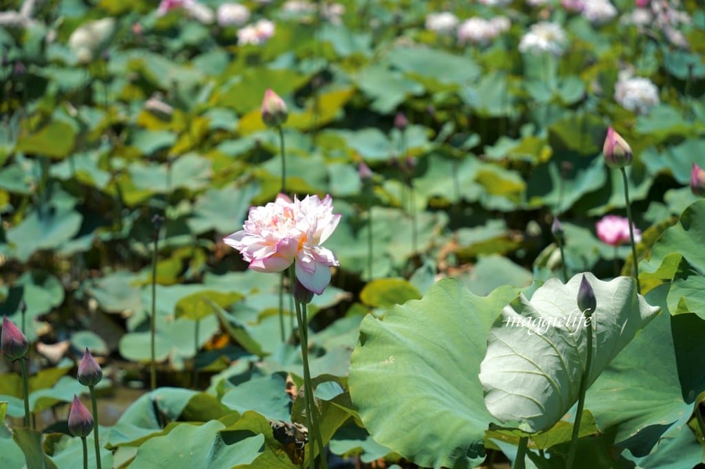 【新北金山景點】清水濕地牡丹蓮花田，新北金山私房免費景點大公開！充滿仙氣的蓮花田爆炸美！