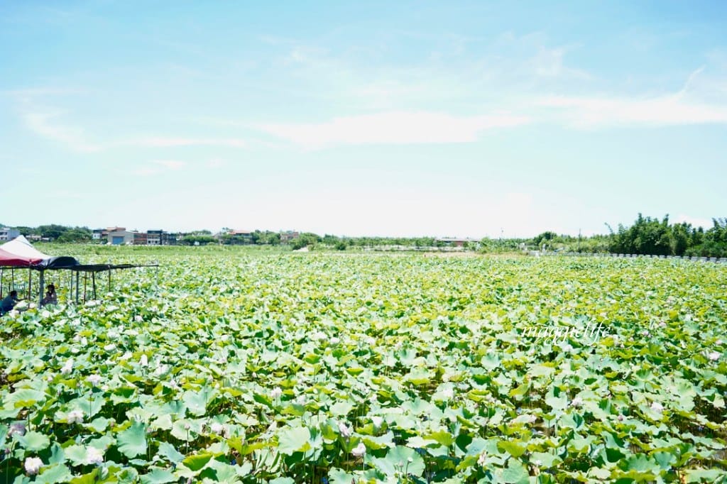 【新北金山景點】清水濕地牡丹蓮花田，新北金山私房免費景點大公開！充滿仙氣的蓮花田爆炸美！