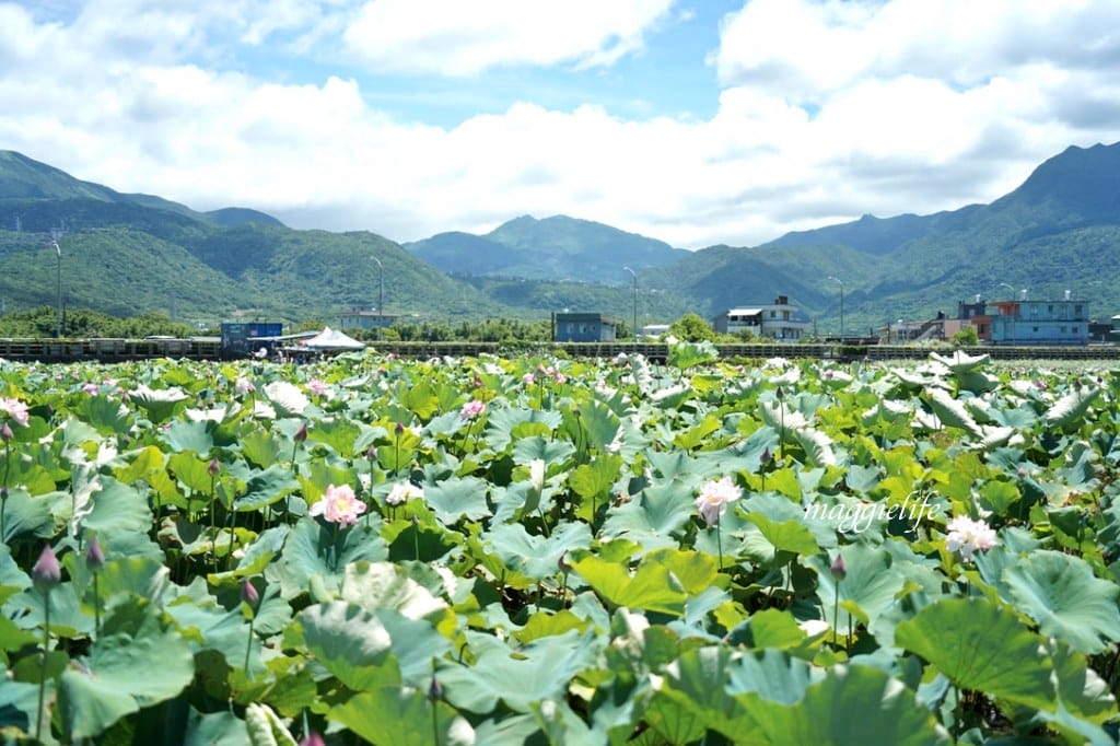 【新北金山景點】清水濕地牡丹蓮花田，新北金山私房免費景點大公開！充滿仙氣的蓮花田爆炸美！
