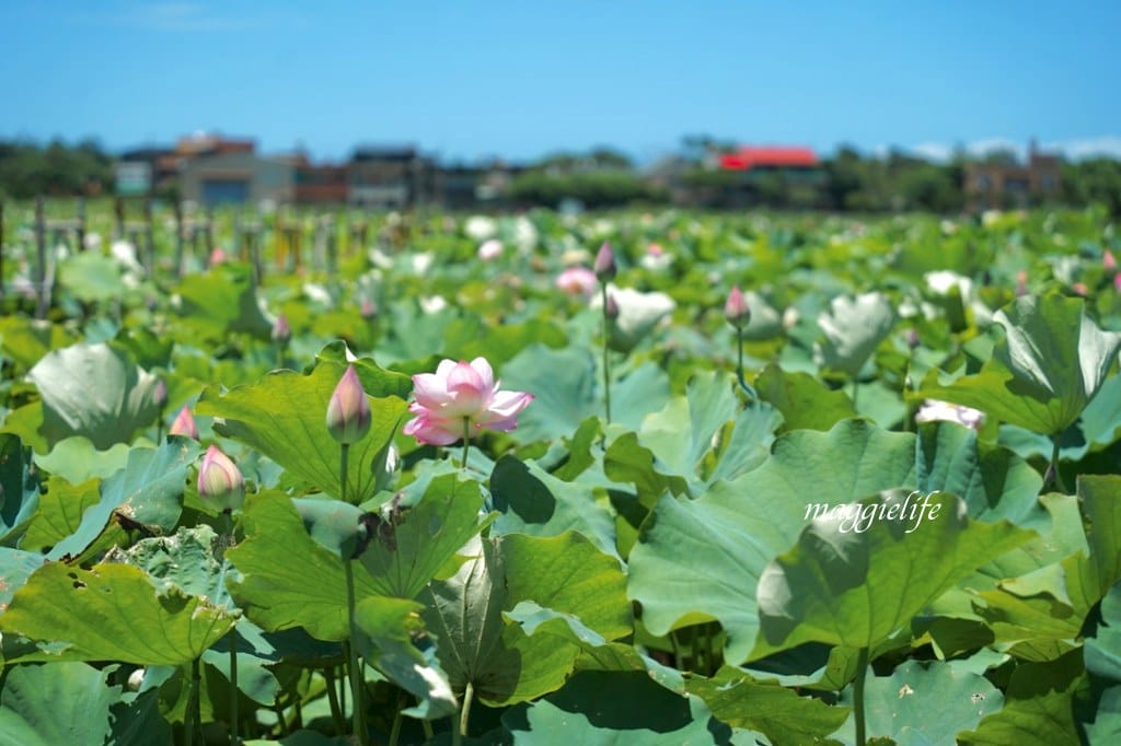 【新北金山景點】清水濕地牡丹蓮花田，新北金山私房免費景點大公開！充滿仙氣的蓮花田爆炸美！