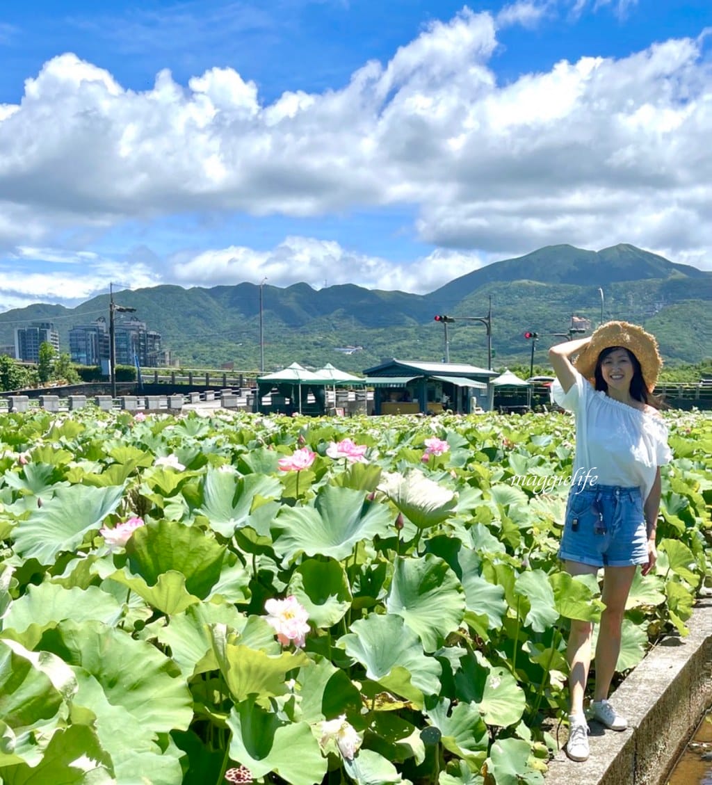 【新北金山景點】清水濕地牡丹蓮花田，新北金山私房免費景點大公開！充滿仙氣的蓮花田爆炸美！