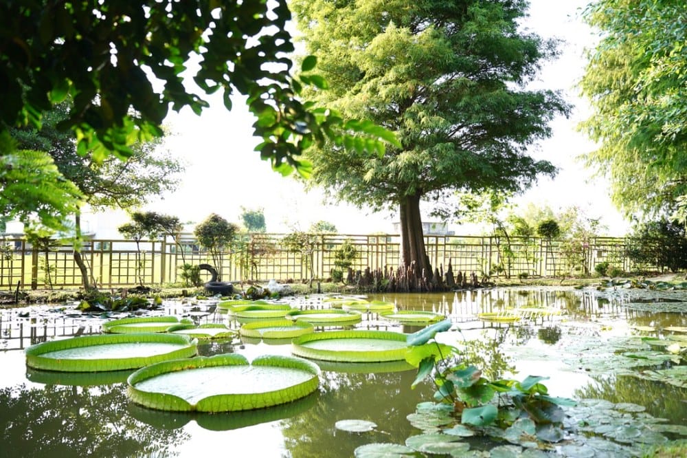 桃園觀音景點，蓮荷園休閒農場，賞蓮花坐大王蓮當拇指公主，盪鞦韆，搭小木船超多美拍場景，還可以吃蓮子冰！