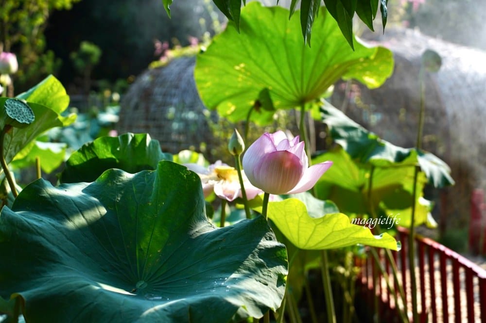 桃園觀音景點，蓮荷園休閒農場，賞蓮花坐大王蓮當拇指公主，盪鞦韆，搭小木船超多美拍場景，還可以吃蓮子冰！