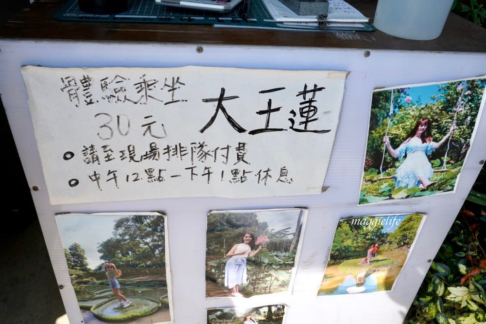 桃園觀音景點，蓮荷園休閒農場，賞蓮花坐大王蓮當拇指公主，盪鞦韆，搭小木船超多美拍場景，還可以吃蓮子冰！