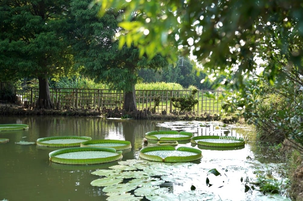 桃園觀音景點，蓮荷園休閒農場，賞蓮花坐大王蓮當拇指公主，盪鞦韆，搭小木船超多美拍場景，還可以吃蓮子冰！
