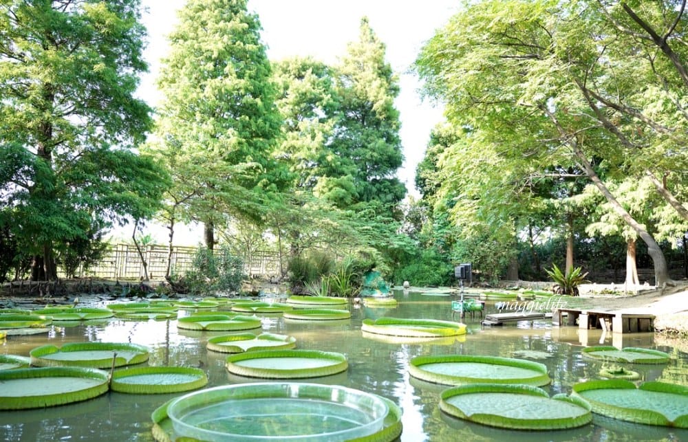 桃園觀音景點，蓮荷園休閒農場，賞蓮花坐大王蓮當拇指公主，盪鞦韆，搭小木船超多美拍場景，還可以吃蓮子冰！