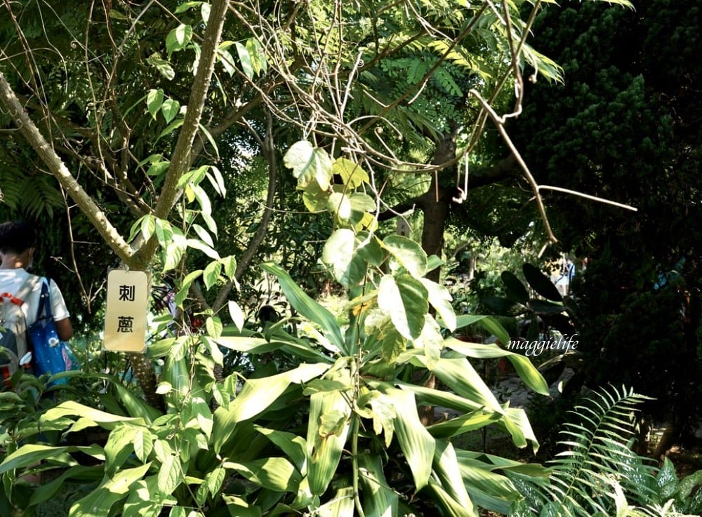 桃園觀音景點，蓮荷園休閒農場，賞蓮花坐大王蓮當拇指公主，盪鞦韆，搭小木船超多美拍場景，還可以吃蓮子冰！