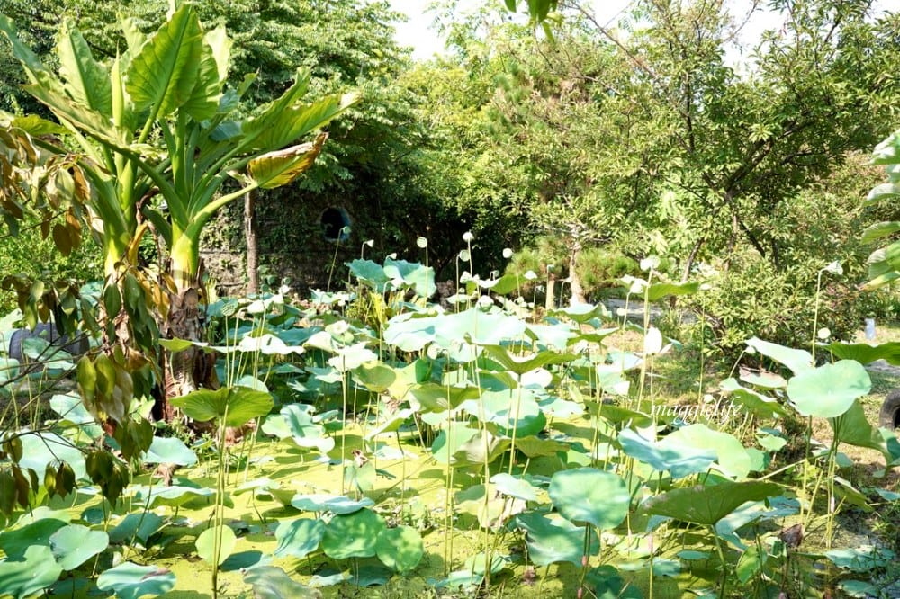 桃園觀音景點，蓮荷園休閒農場，賞蓮花坐大王蓮當拇指公主，盪鞦韆，搭小木船超多美拍場景，還可以吃蓮子冰！