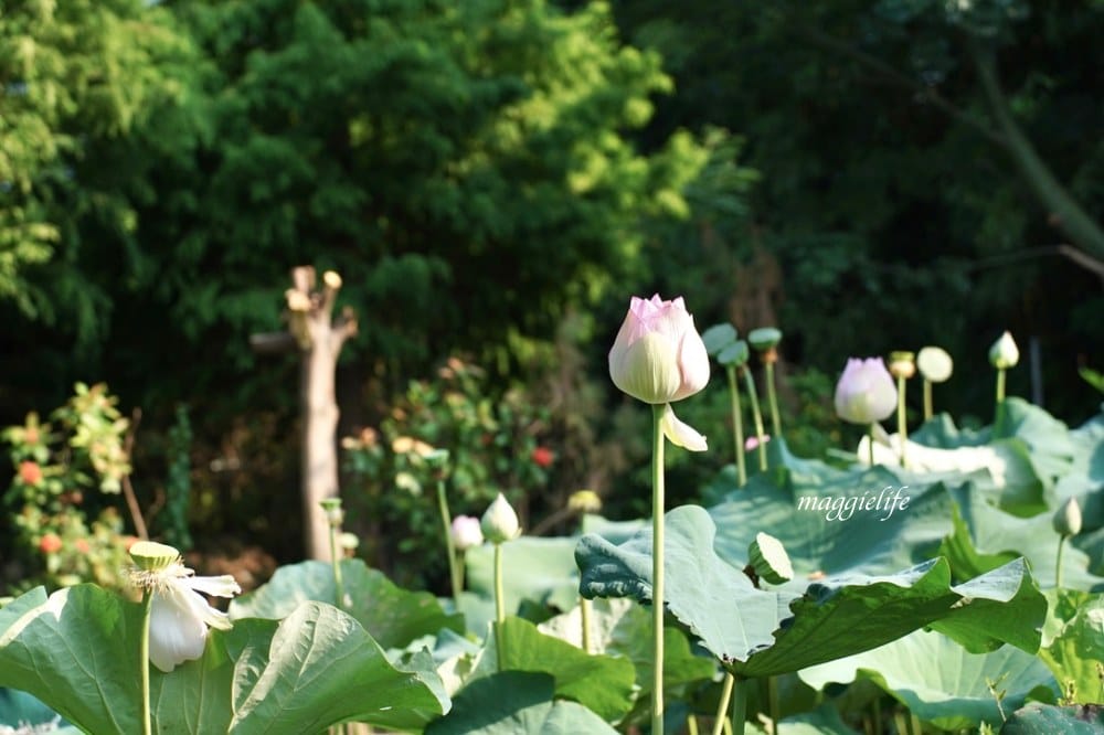 桃園觀音景點，蓮荷園休閒農場，賞蓮花坐大王蓮當拇指公主，盪鞦韆，搭小木船超多美拍場景，還可以吃蓮子冰！