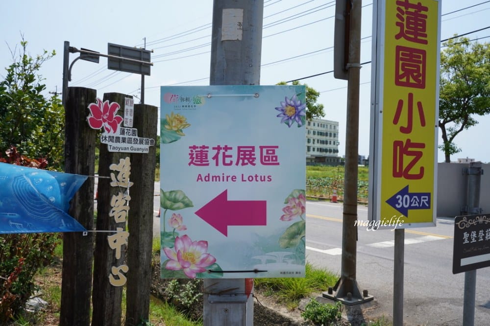 「2023桃園觀音蓮花季」，觀音區蓮花園休閒農業區，賞蓮一日遊，坐大王蓮，時間/地點，IG打卡景點推薦！