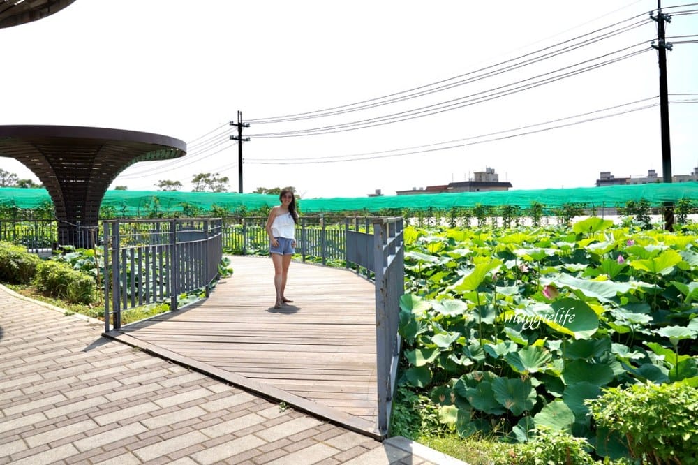 「2023桃園觀音蓮花季」，觀音區蓮花園休閒農業區，賞蓮一日遊，坐大王蓮，時間/地點，IG打卡景點推薦！