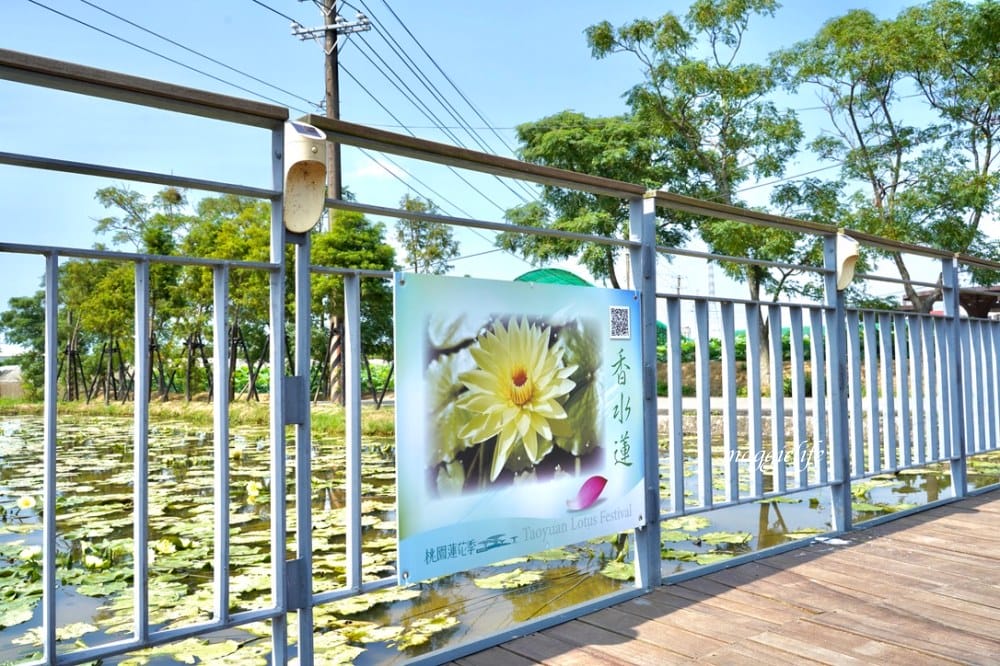 「2023桃園觀音蓮花季」，觀音區蓮花園休閒農業區，賞蓮一日遊，坐大王蓮，時間/地點，IG打卡景點推薦！