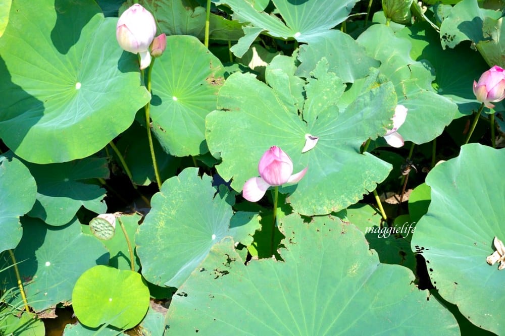 「2023桃園觀音蓮花季」，觀音區蓮花園休閒農業區，賞蓮一日遊，坐大王蓮，時間/地點，IG打卡景點推薦！