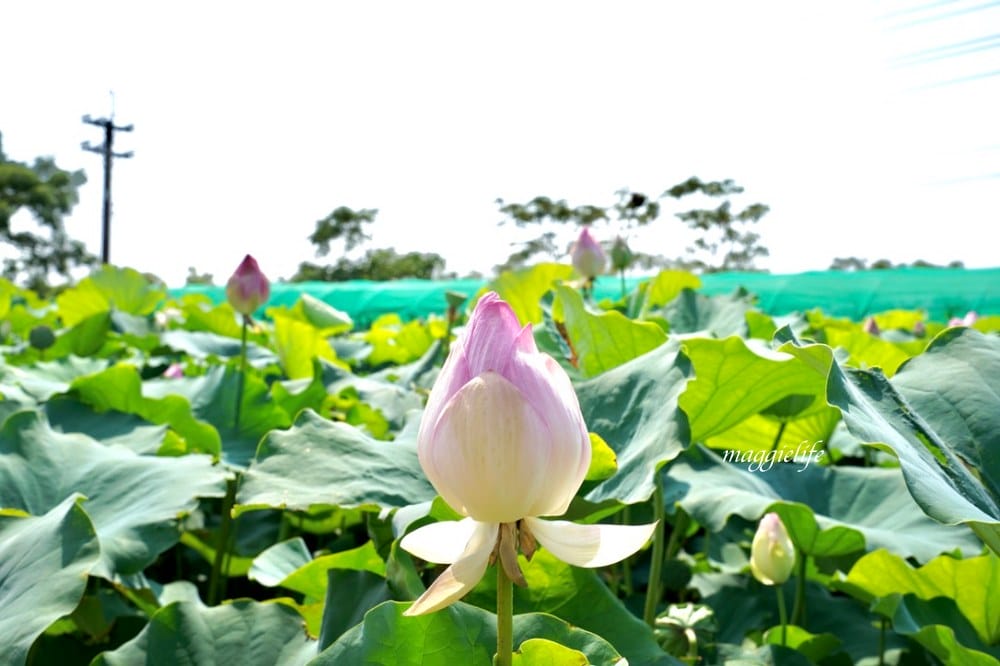 「2023桃園觀音蓮花季」，觀音區蓮花園休閒農業區，賞蓮一日遊，坐大王蓮，時間/地點，IG打卡景點推薦！