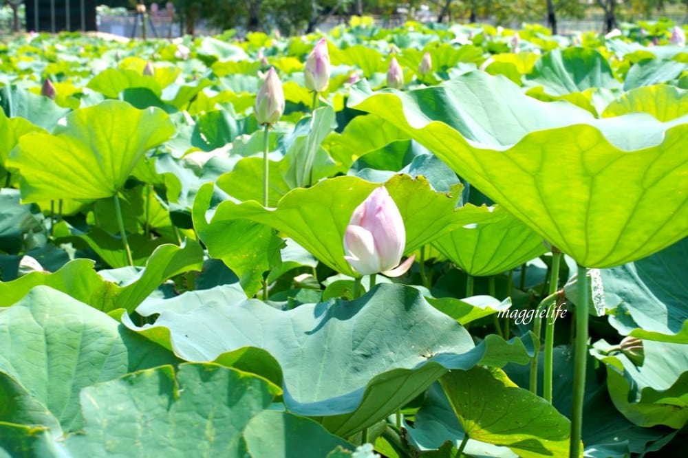 「2023桃園觀音蓮花季」，觀音區蓮花園休閒農業區，賞蓮一日遊，坐大王蓮，時間/地點，IG打卡景點推薦！