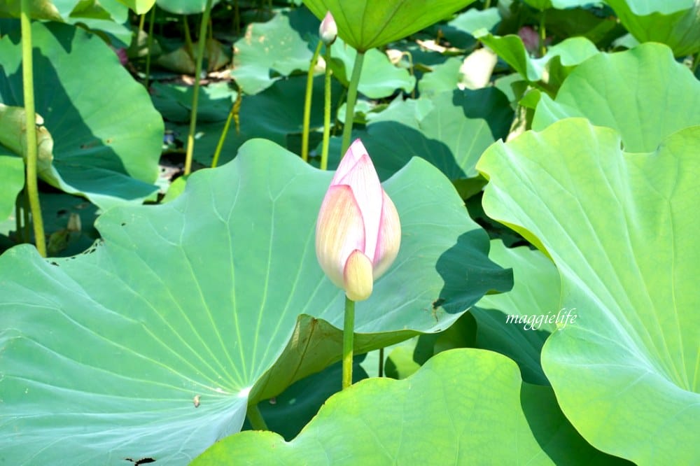 「2023桃園觀音蓮花季」，觀音區蓮花園休閒農業區，賞蓮一日遊，坐大王蓮，時間/地點，IG打卡景點推薦！