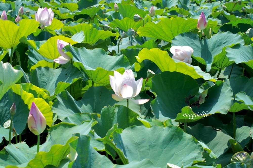 「2023桃園觀音蓮花季」，觀音區蓮花園休閒農業區，賞蓮一日遊，坐大王蓮，時間/地點，IG打卡景點推薦！