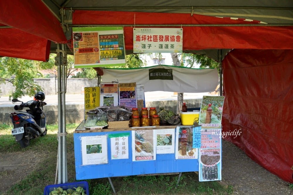 「2023桃園觀音蓮花季」，觀音區蓮花園休閒農業區，賞蓮一日遊，坐大王蓮，時間/地點，IG打卡景點推薦！