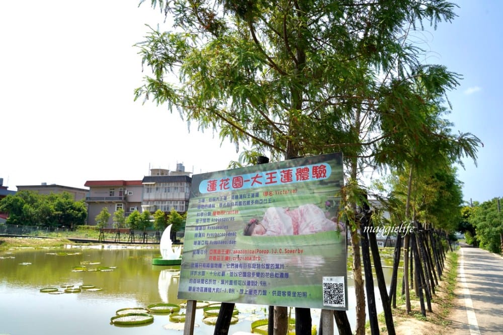 「2023桃園觀音蓮花季」，觀音區蓮花園休閒農業區，賞蓮一日遊，坐大王蓮，時間/地點，IG打卡景點推薦！