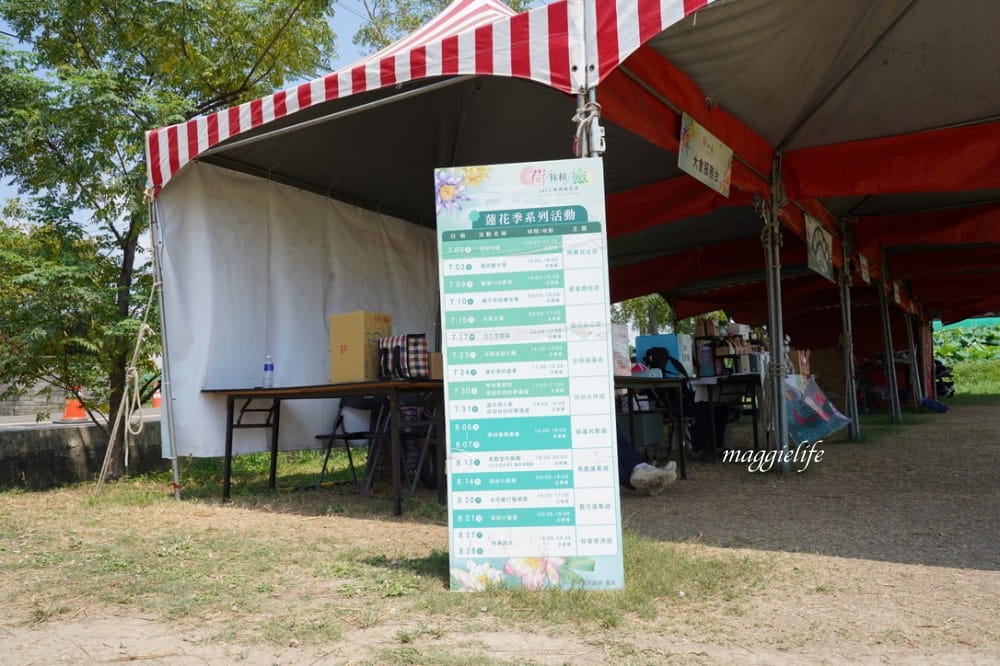 「2023桃園觀音蓮花季」，觀音區蓮花園休閒農業區，賞蓮一日遊，坐大王蓮，時間/地點，IG打卡景點推薦！