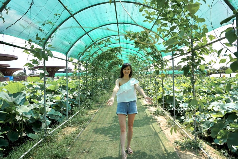 「2023桃園觀音蓮花季」，觀音區蓮花園休閒農業區，賞蓮一日遊，坐大王蓮，時間/地點，IG打卡景點推薦！