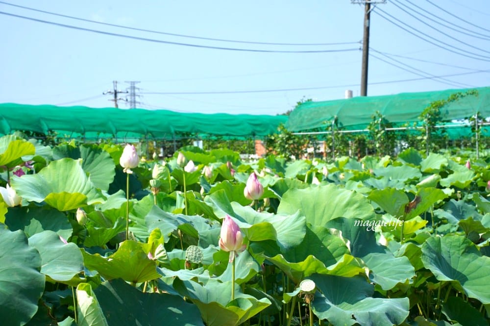 「2023桃園觀音蓮花季」，觀音區蓮花園休閒農業區，賞蓮一日遊，坐大王蓮，時間/地點，IG打卡景點推薦！
