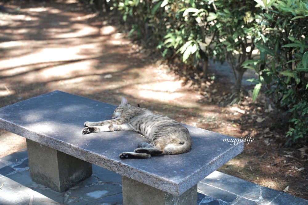 花蓮新城景點|新城天主教堂，諾亞方舟造型教堂好好拍，花蓮網美秘境，免門票景點！