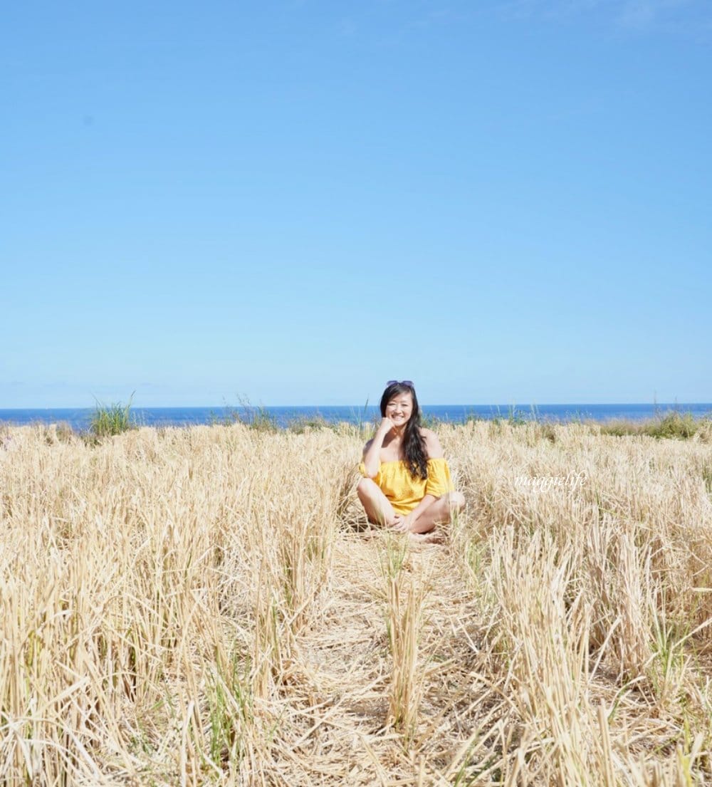 花蓮｜新社梯田，無敵太平洋海景超美藍天，浪漫鞦韆，免費景點，一大片稻田超美的！
