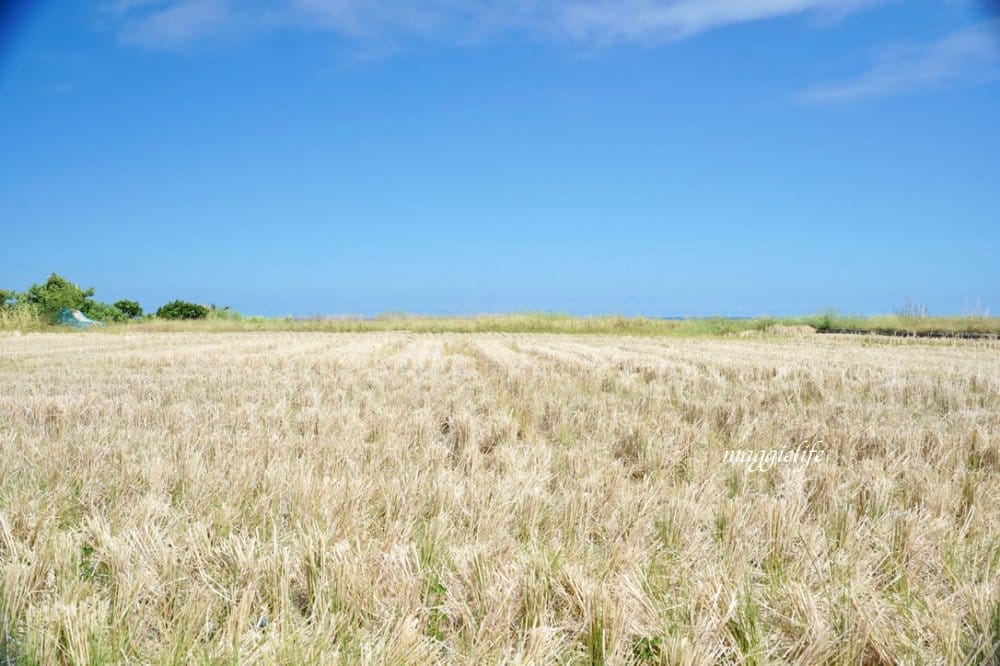 花蓮｜新社梯田，無敵太平洋海景超美藍天，浪漫鞦韆，免費景點，一大片稻田超美的！