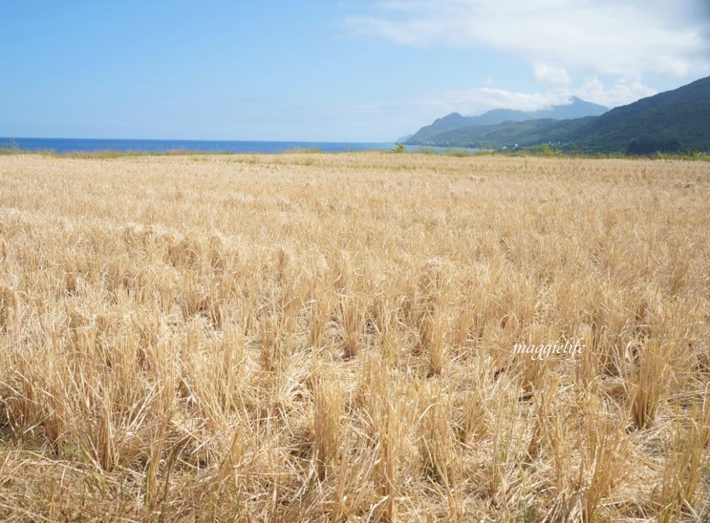 花蓮｜新社梯田，無敵太平洋海景超美藍天，浪漫鞦韆，免費景點，一大片稻田超美的！