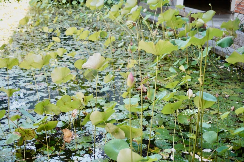 北投森林系景觀咖啡｜藝大咖啡，在樹林裡喝咖啡，眺望關渡平原，超療癒的！