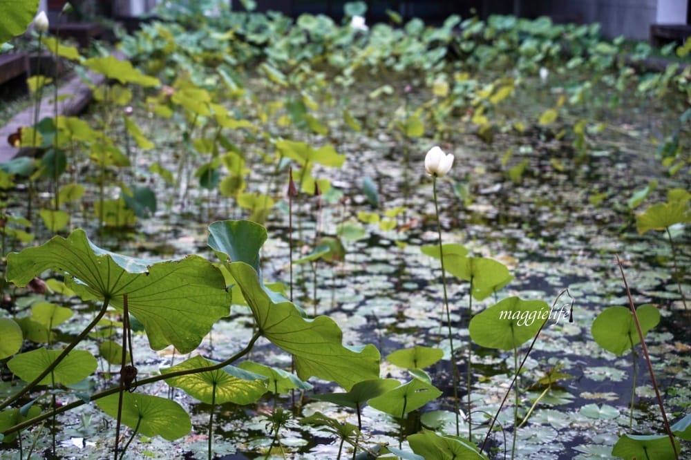 北投森林系景觀咖啡｜藝大咖啡，在樹林裡喝咖啡，眺望關渡平原，超療癒的！