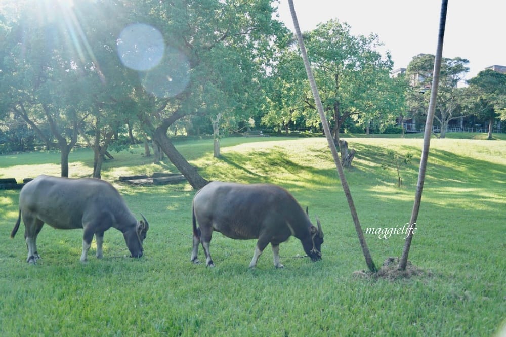 北投森林系景觀咖啡｜藝大咖啡，在樹林裡喝咖啡，眺望關渡平原，超療癒的！