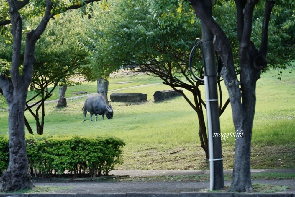 北投森林系景觀咖啡｜藝大咖啡，在樹林裡喝咖啡，眺望關渡平原，超療癒的！