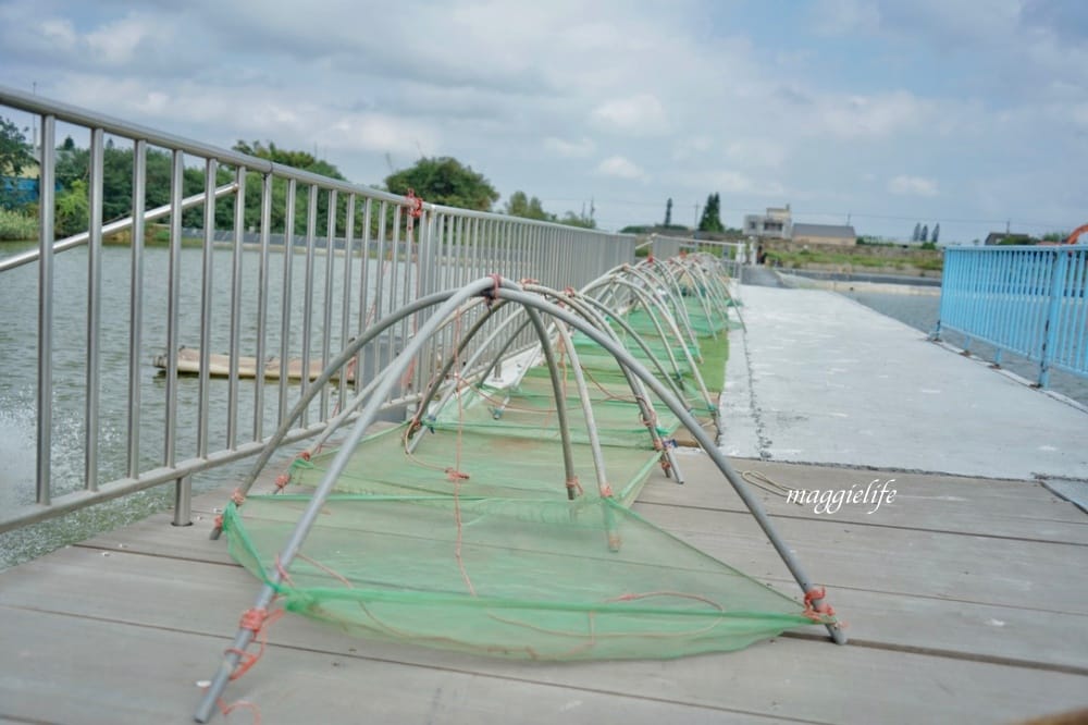 雲林口湖｜好蝦冏男社，超好玩的親子景點，撈蝦撈魚吃蝦體驗，天然養殖無毒鮮蝦，超好玩！