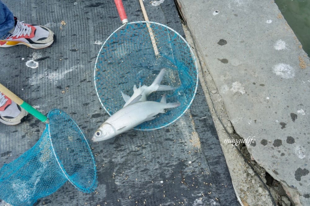 雲林口湖｜好蝦冏男社，超好玩的親子景點，撈蝦撈魚吃蝦體驗，天然養殖無毒鮮蝦，超好玩！