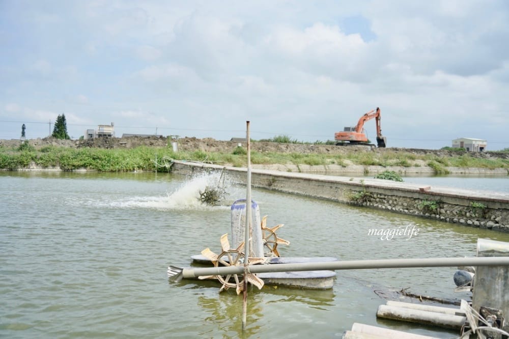 雲林口湖｜好蝦冏男社，超好玩的親子景點，撈蝦撈魚吃蝦體驗，天然養殖無毒鮮蝦，超好玩！