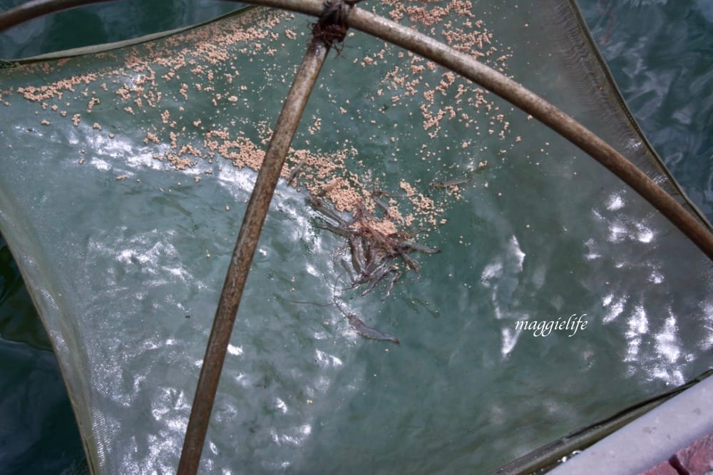 雲林口湖｜好蝦冏男社，超好玩的親子景點，撈蝦撈魚吃蝦體驗，天然養殖無毒鮮蝦，超好玩！