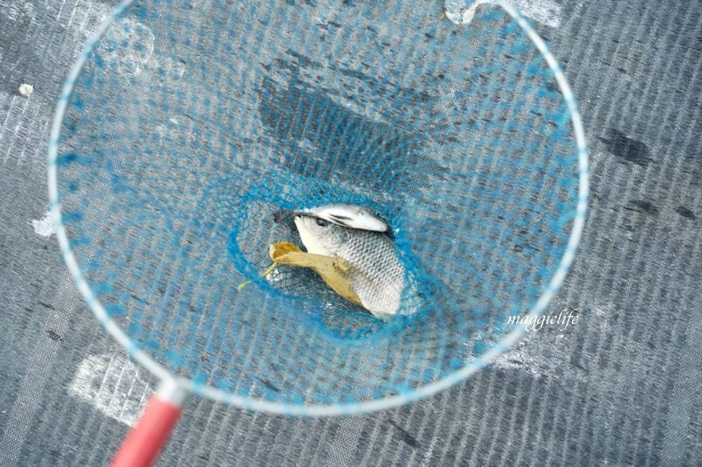 雲林口湖｜好蝦冏男社，超好玩的親子景點，撈蝦撈魚吃蝦體驗，天然養殖無毒鮮蝦，超好玩！