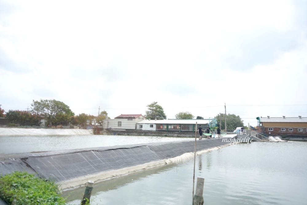 雲林口湖｜好蝦冏男社，超好玩的親子景點，撈蝦撈魚吃蝦體驗，天然養殖無毒鮮蝦，超好玩！