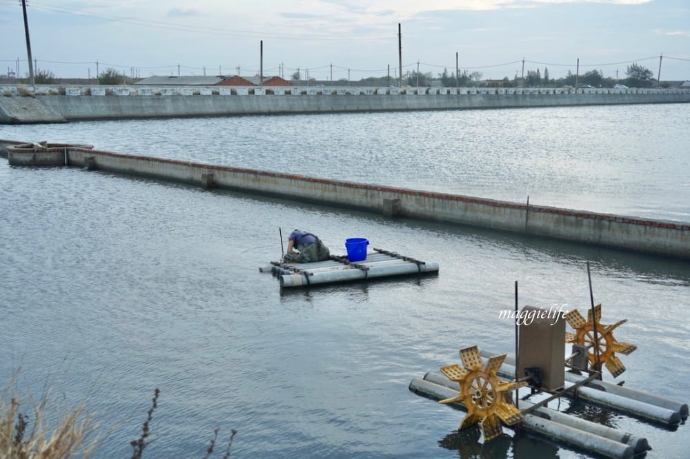 馬蹄蛤主題館海水水上遊樂場,100元不限時間,可以摸蜆採海菜,水上鞦韆,獨木舟,划竹筏 - 第49張圖 馬蹄蛤主題館海水水上遊樂場,100元不限時間,可以摸蜆採海菜,水上鞦韆,獨木舟,划竹筏