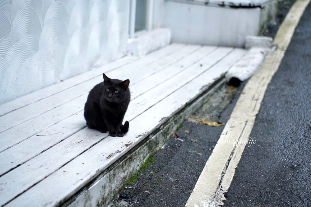 玫瑰山城柑仔店，新北瑞芳老宅景觀咖啡廳，看山看海無敵美景，還有貓出沒！