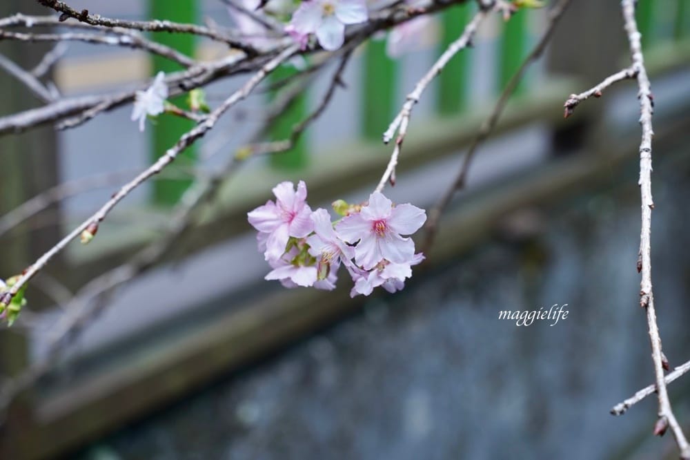 新竹尖石景點｜青蛙石天空步道，玻璃天空步道敲愛戀鐘，賽德克巴萊電影場景重現，優惠門票！