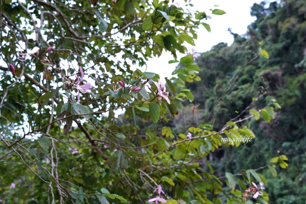 新竹尖石景點｜青蛙石天空步道，玻璃天空步道敲愛戀鐘，賽德克巴萊電影場景重現，優惠門票！