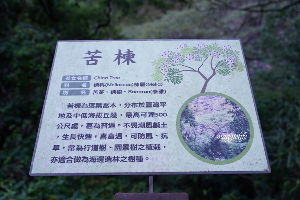 新竹尖石景點｜青蛙石天空步道，玻璃天空步道敲愛戀鐘，賽德克巴萊電影場景重現，優惠門票！