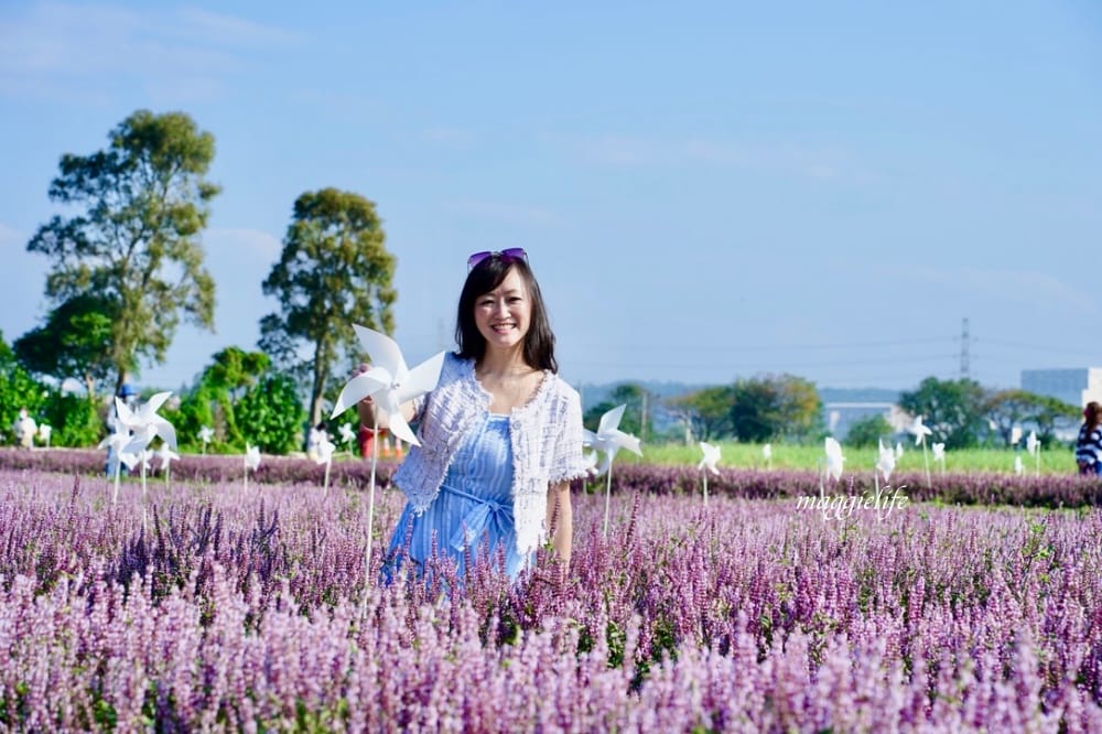 2022桃園楊梅仙草花節，大片紫色花海一秒踏進南法紫色普羅旺斯，超浪漫，免門票