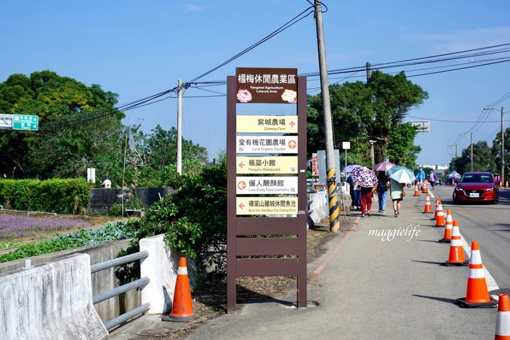 2022桃園楊梅仙草花節，大片紫色花海一秒踏進南法紫色普羅旺斯，超浪漫，免門票